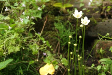 Parnassia palustris Parnassia bestellen